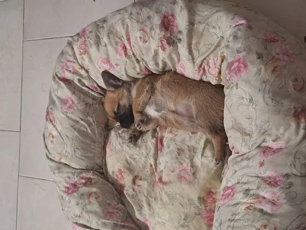 Cucciolo chihuahua toy
