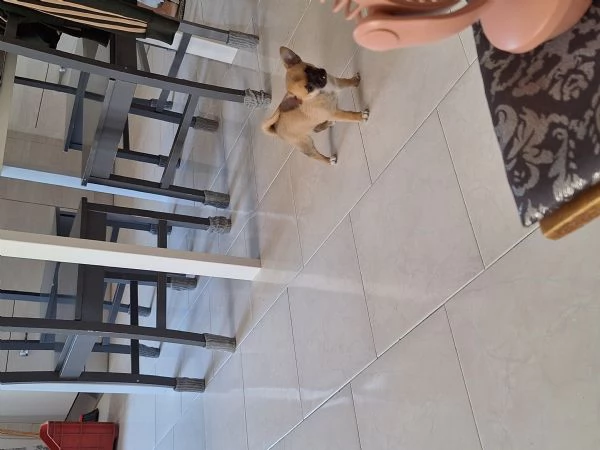 Cucciolo chihuahua toy | Foto 1
