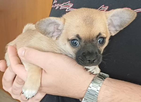 Cucciolo chihuahua toy | Foto 0
