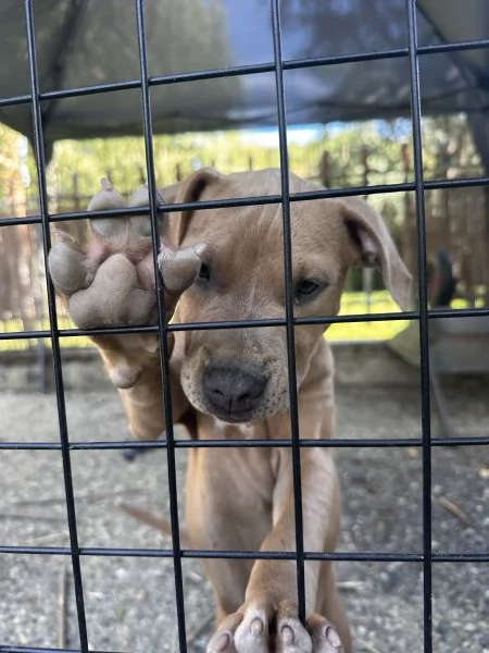 Pitbull femmina 