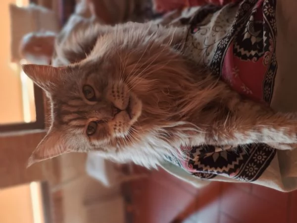 cucciolo Maine Coon