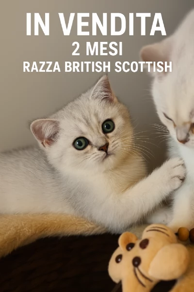 Gattini British 2 mesi 