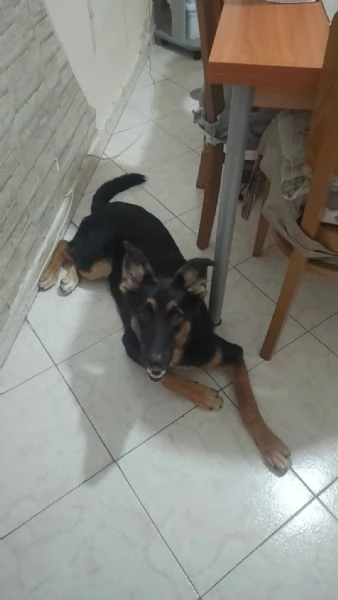 Regalo cucciolo 