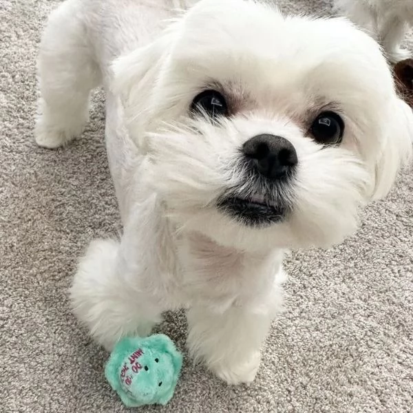 Cucciloli di maltese toy