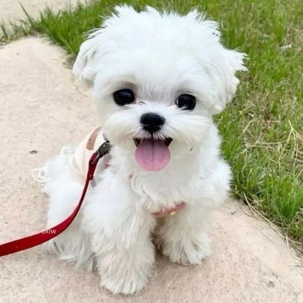 Cuccili di maltese toy | Foto 0