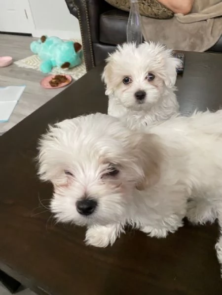 Cuccili di maltese toy | Foto 1