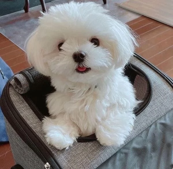 Cuccili di maltese toy | Foto 0