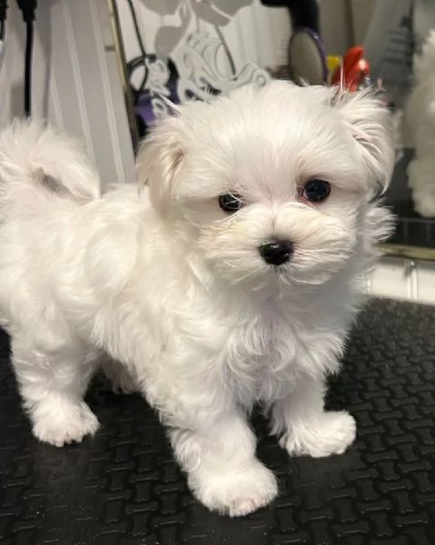 Cuccili di maltese toy 