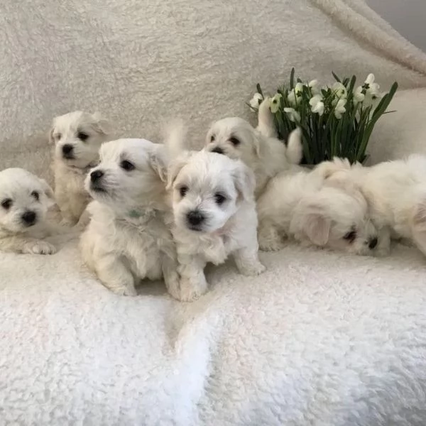 Cuccili di maltese toy  | Foto 1