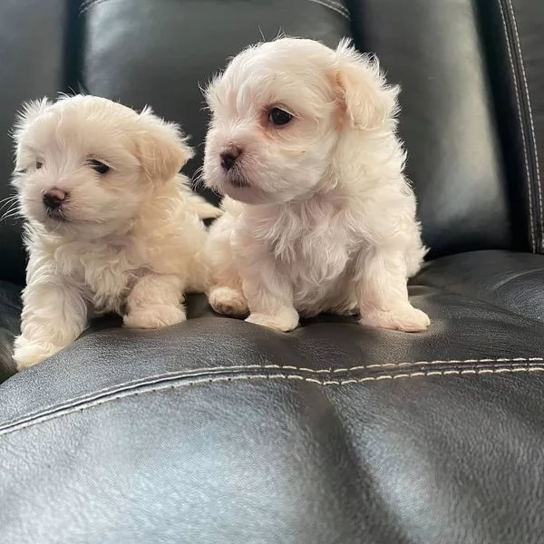 Cuccili di maltese toy  | Foto 0