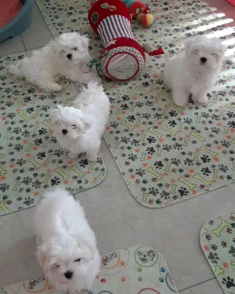 Cuccili di maltese toy 