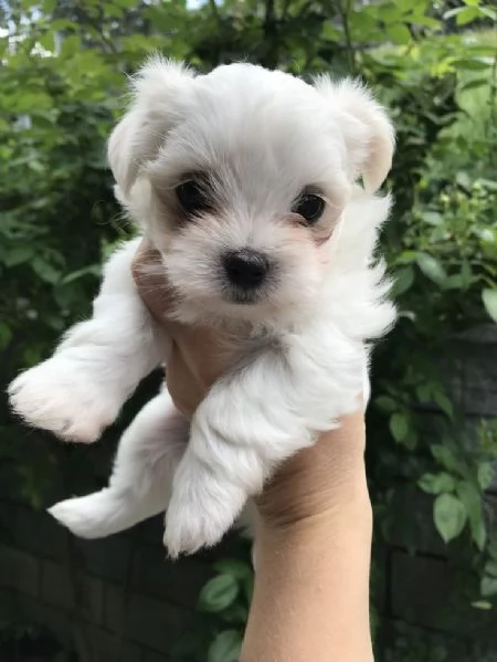Cuccili di maltese toy  | Foto 1