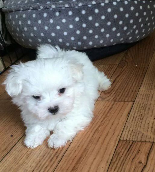 Cuccili di maltese toy  | Foto 2
