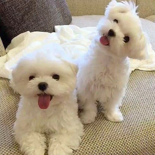 Cuccili di maltese toy  | Foto 1