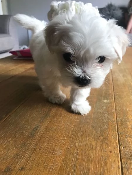 Cuccili di maltese toy  | Foto 0