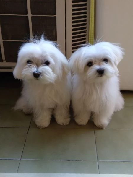 Cuccili di maltese toy  | Foto 1