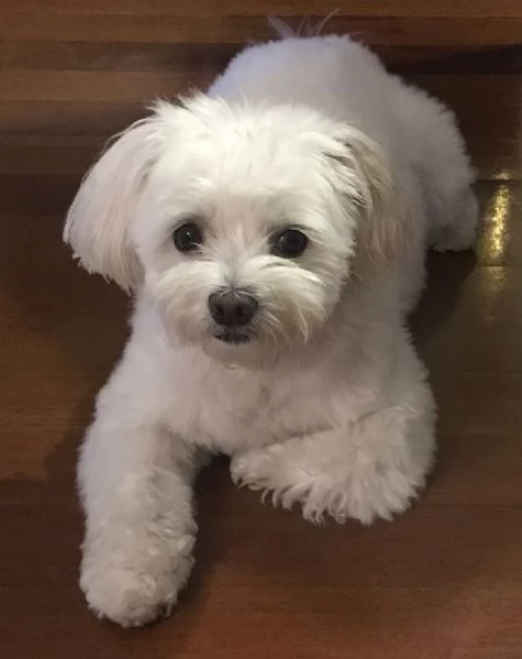 Cuccili di maltese toy  | Foto 1