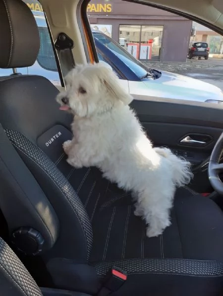 Cuccili di maltese toy  | Foto 0