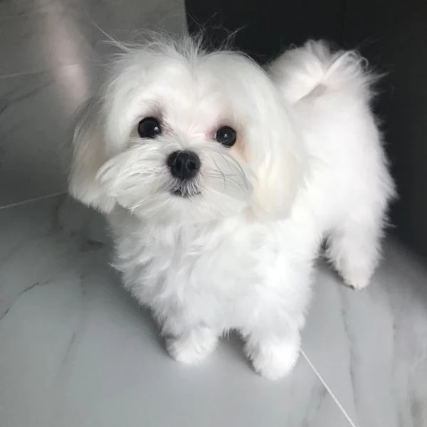 Cuccili di maltese toy  | Foto 0