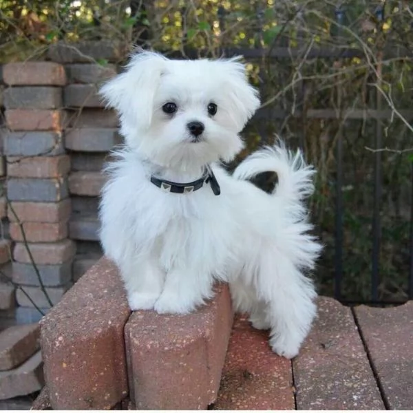 Cuccili di maltese toy  | Foto 1