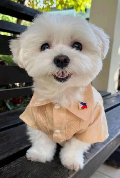 Cuccili di maltese toy  | Foto 0