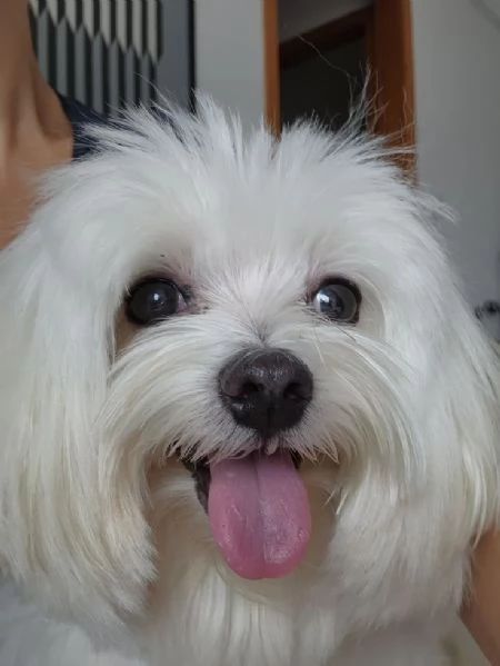 Cuccili di maltese toy  | Foto 1