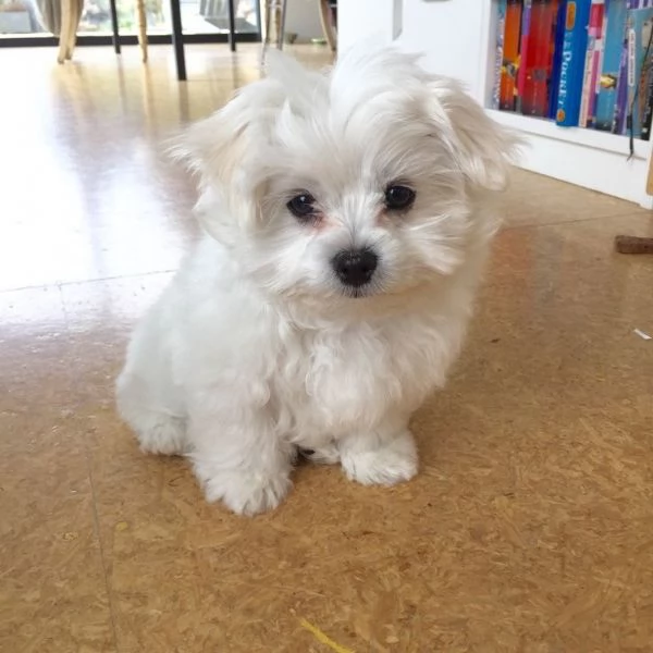Cuccili di maltese toy 