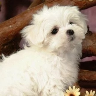 Cuccili di maltese toy  | Foto 1