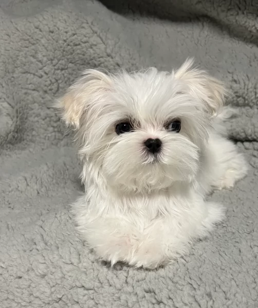 meraviglioso per adozione cuccioli di toy  maltese | Foto 0