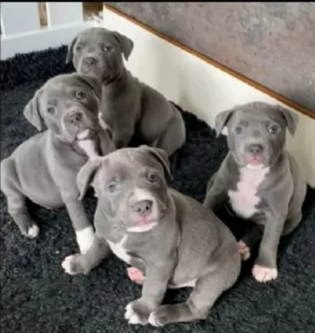 cucciolo di pitbull  per ladozione | Foto 0