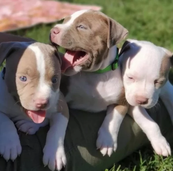 cucciolo di pitbull  per ladozione