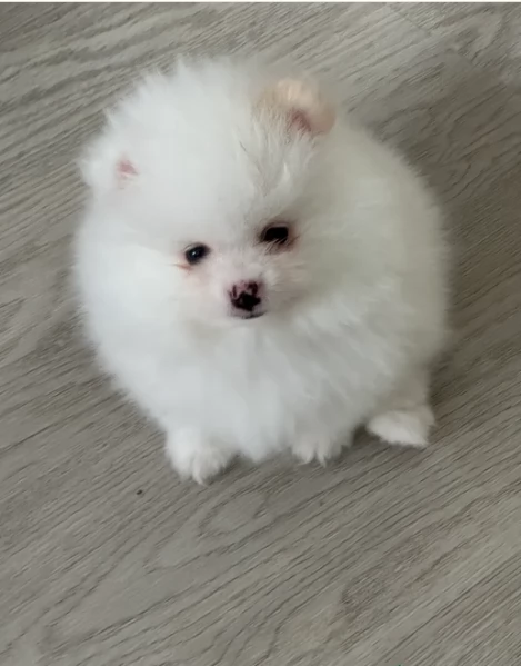 pomeranian maschio e femmina per ladozione | Foto 3