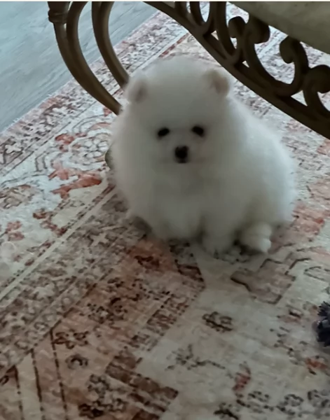 pomeranian maschio e femmina per ladozione | Foto 2
