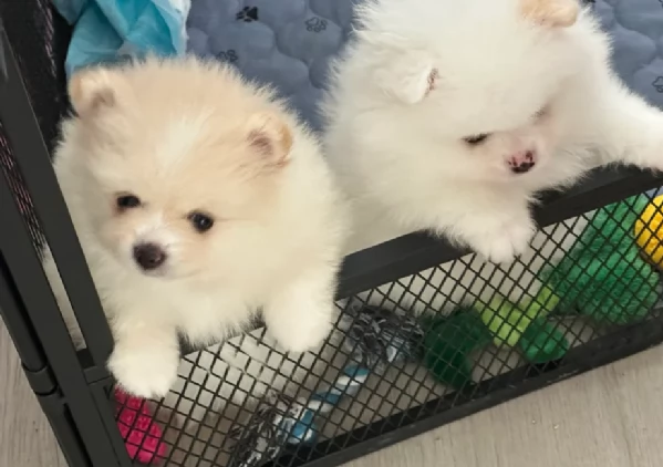 pomeranian maschio e femmina per ladozione | Foto 1