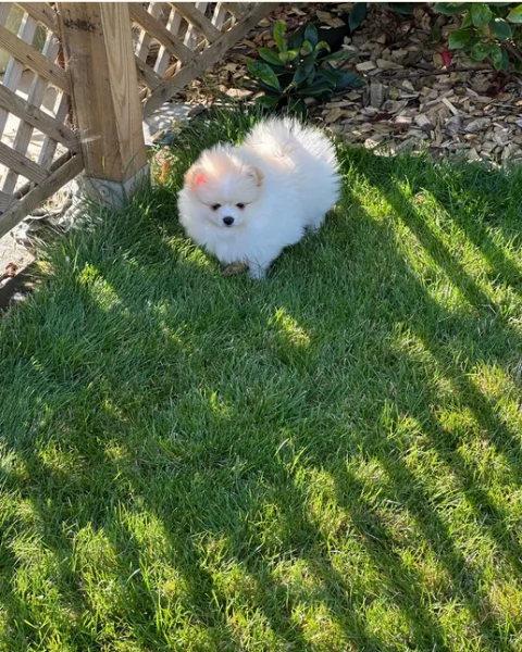 pomeranian maschio e femmina per ladozione | Foto 0
