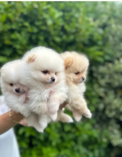 pomeranian maschio e femmina per ladozione