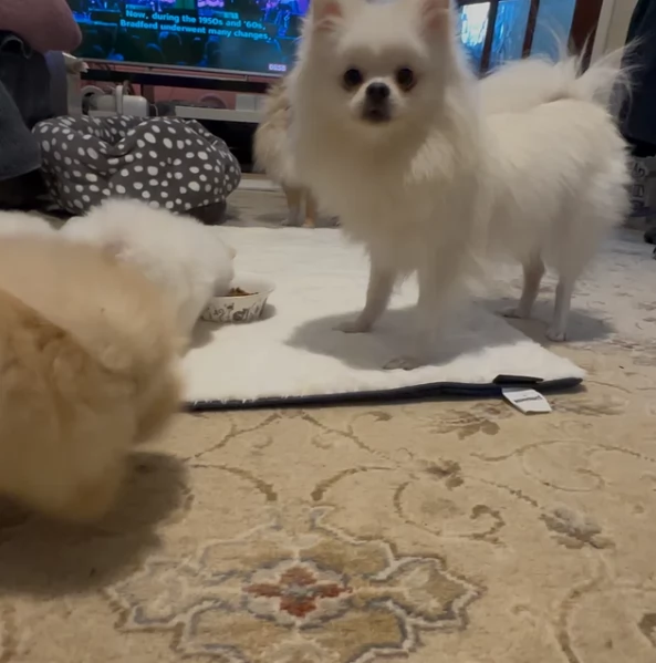 pomeranian maschio e femmina per ladozione | Foto 5
