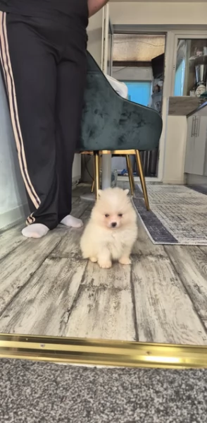 pomeranian maschio e femmina per ladozione | Foto 3