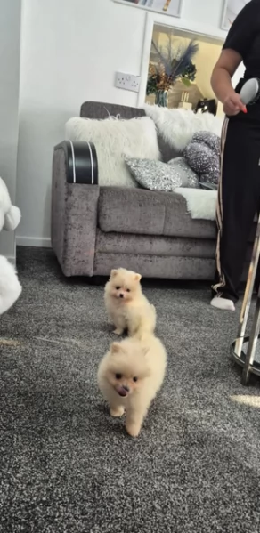 pomeranian maschio e femmina per ladozione | Foto 1