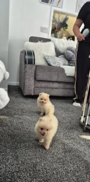 pomeranian maschio e femmina per ladozione
