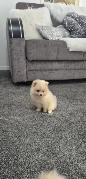 pomeranian maschio e femmina per ladozione | Foto 2