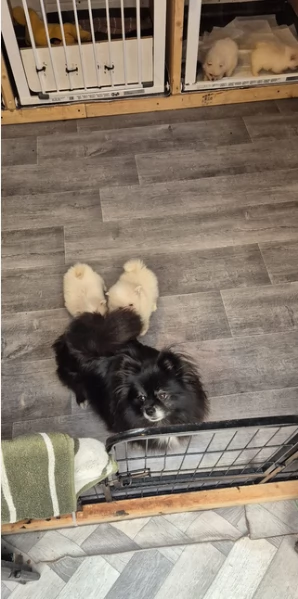 pomeranian maschio e femmina per ladozione | Foto 1