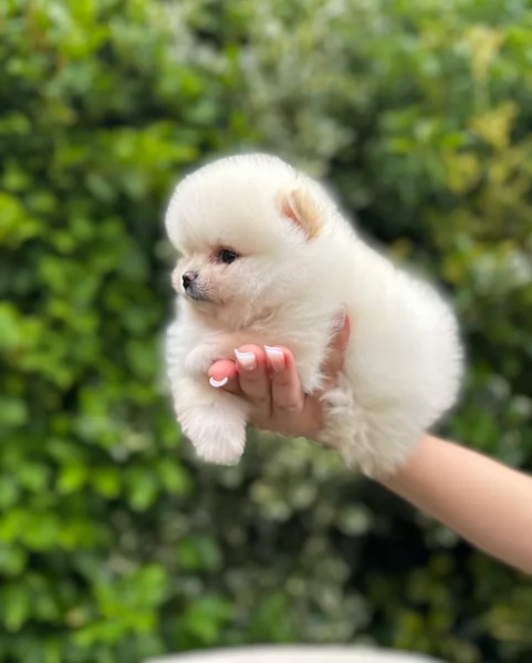 pomeranian maschio e femmina per ladozione | Foto 6