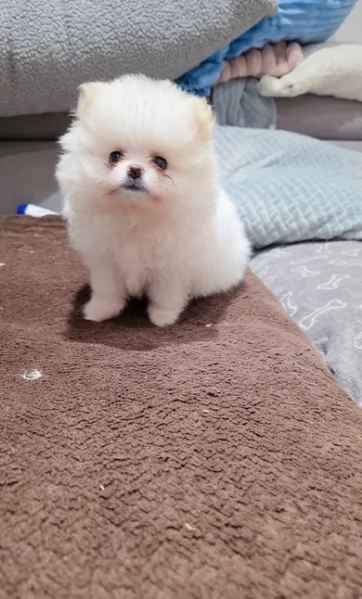 pomeranian maschio e femmina per ladozione | Foto 5