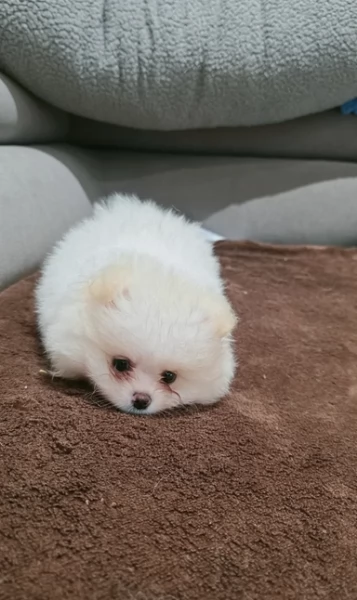 pomeranian maschio e femmina per ladozione | Foto 4