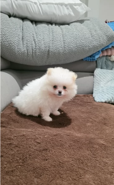 pomeranian maschio e femmina per ladozione