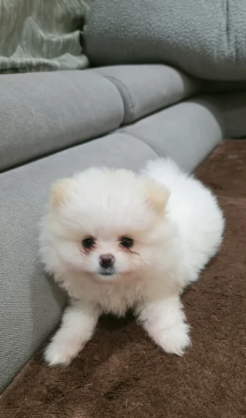pomeranian maschio e femmina per ladozione | Foto 3