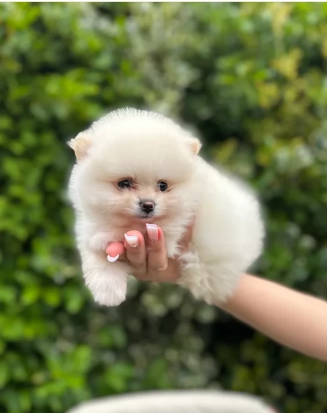 pomeranian maschio e femmina per ladozione | Foto 2
