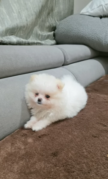 pomeranian maschio e femmina per ladozione | Foto 1