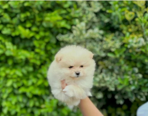 pomeranian maschio e femmina per ladozione | Foto 0
